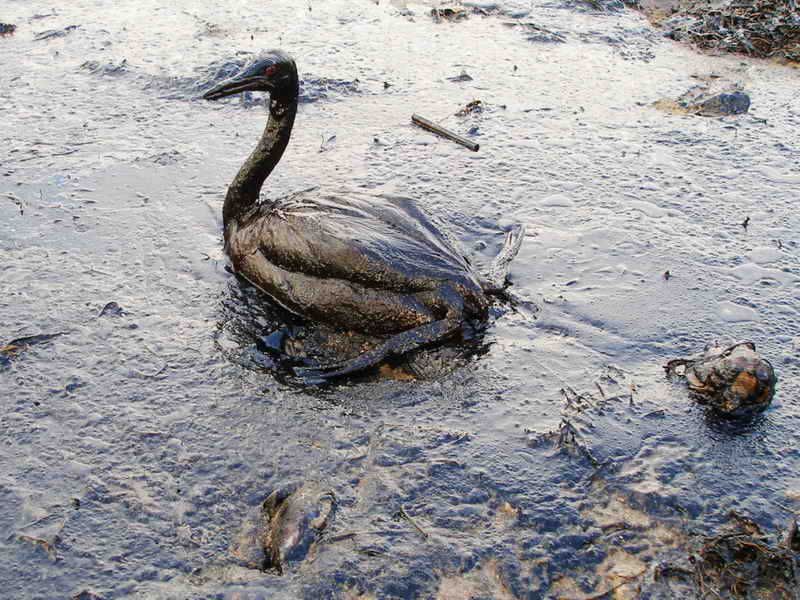 Μόλυνση