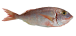 ΨΑΡΙ